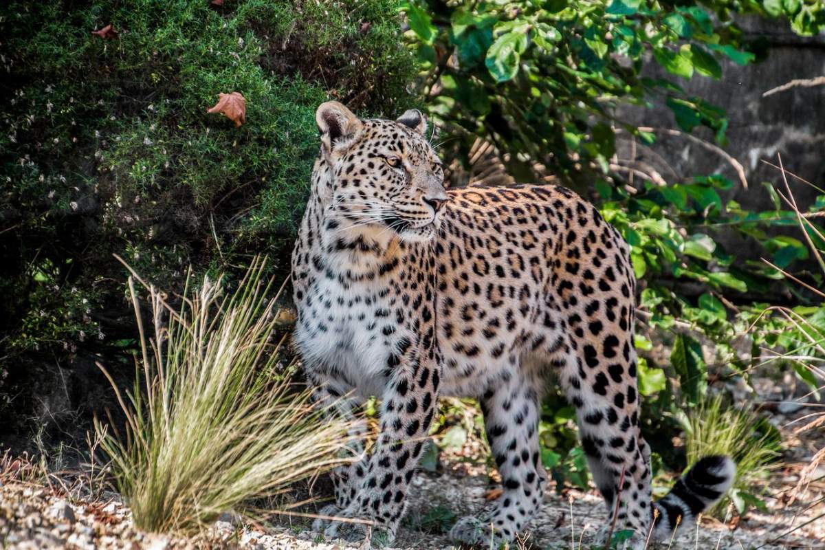 persian leopard is among the endangered species in georgia