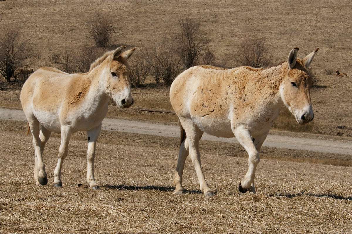 persian onager is one of the animals that live in israel