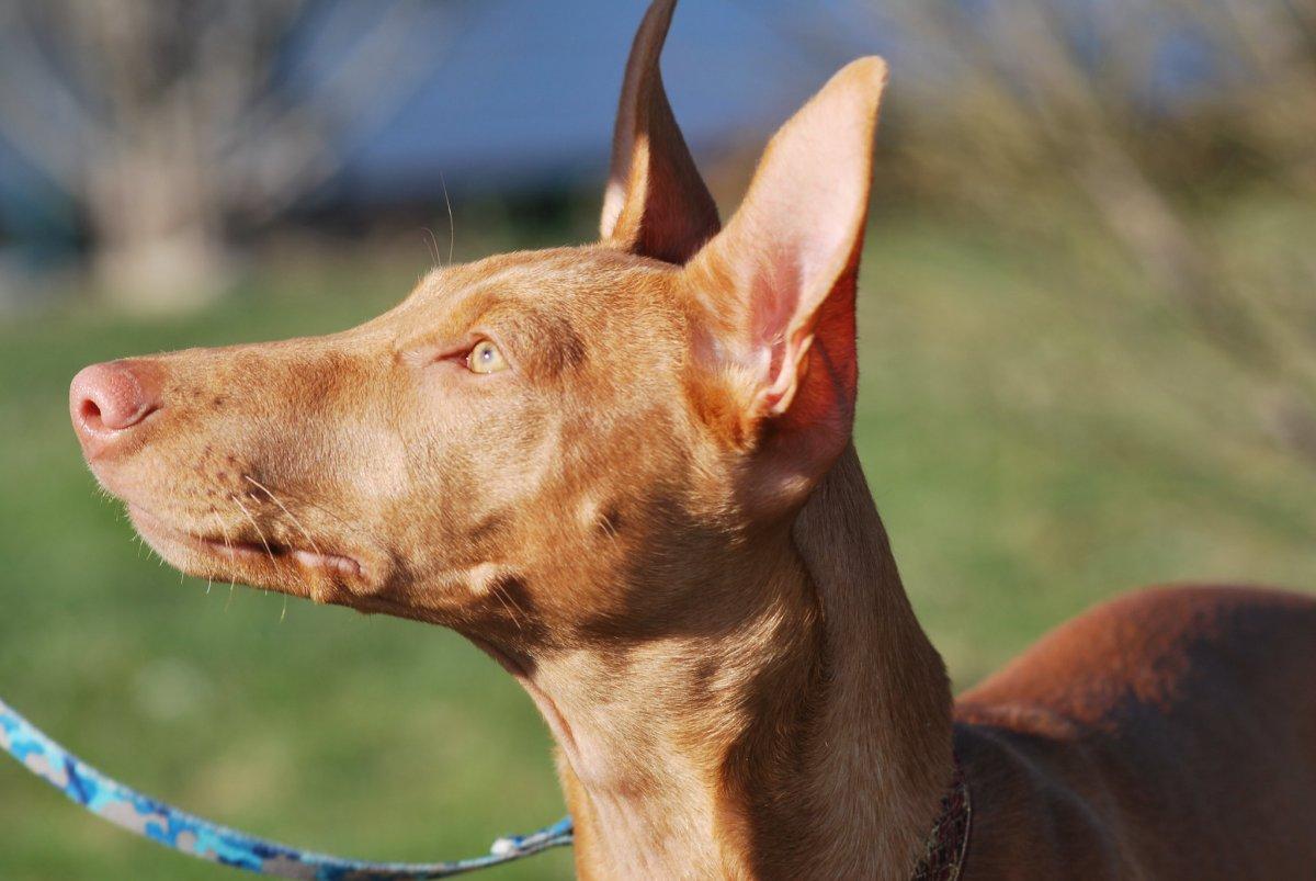 pharaoh hound is the national animal of malta