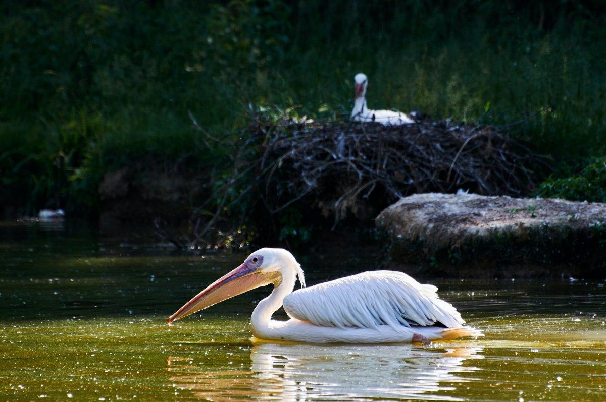 pink backed pelican