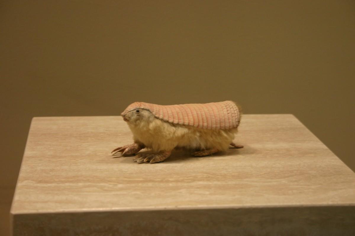pink fairy armadillo is one of the endangered animals in argentina