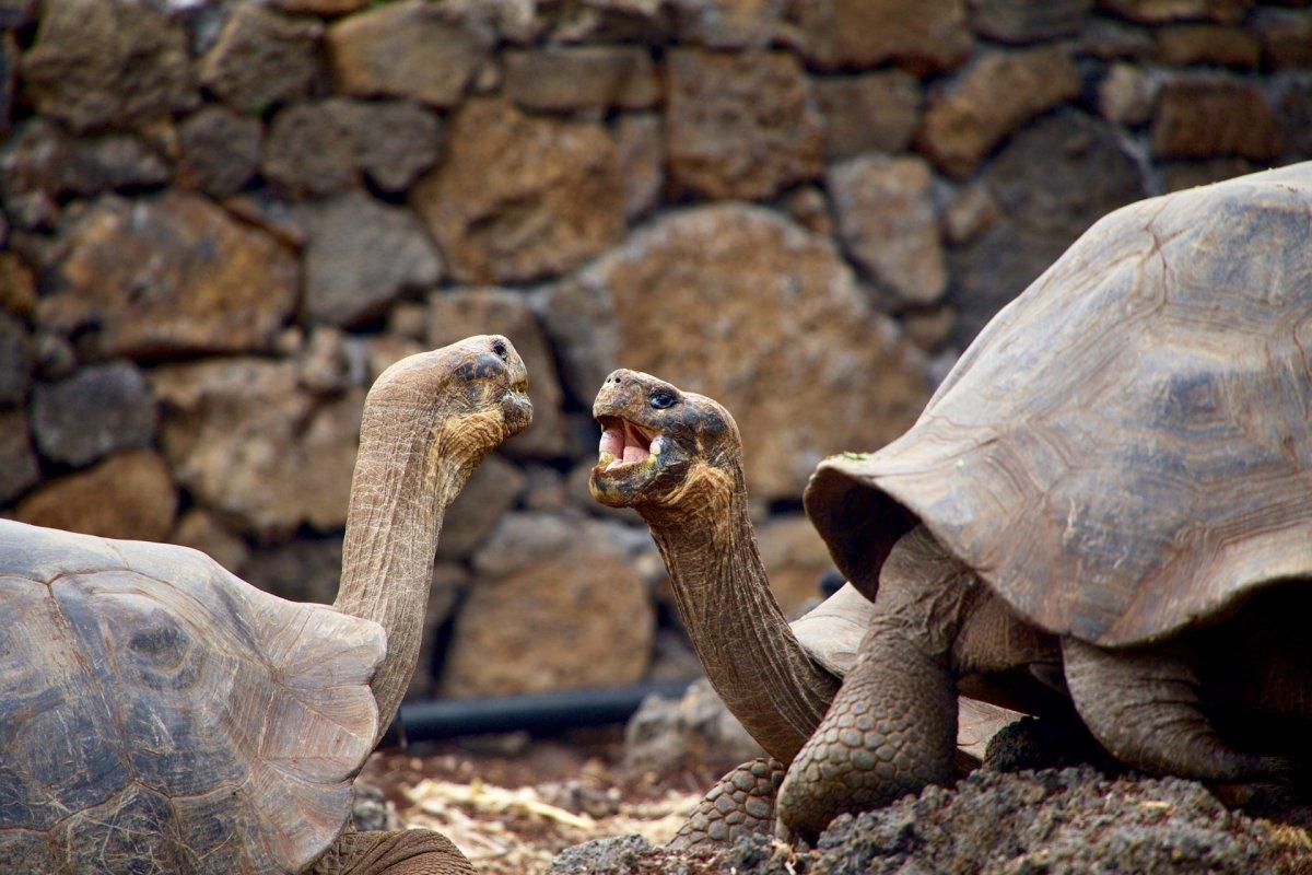 pinta island tortoise is among the native animals in ecuador