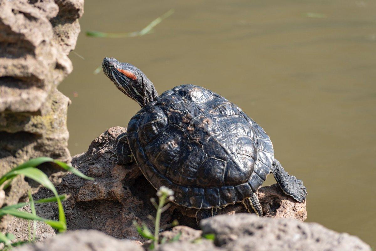 pond slider is in the list of the wild animals in czech republic