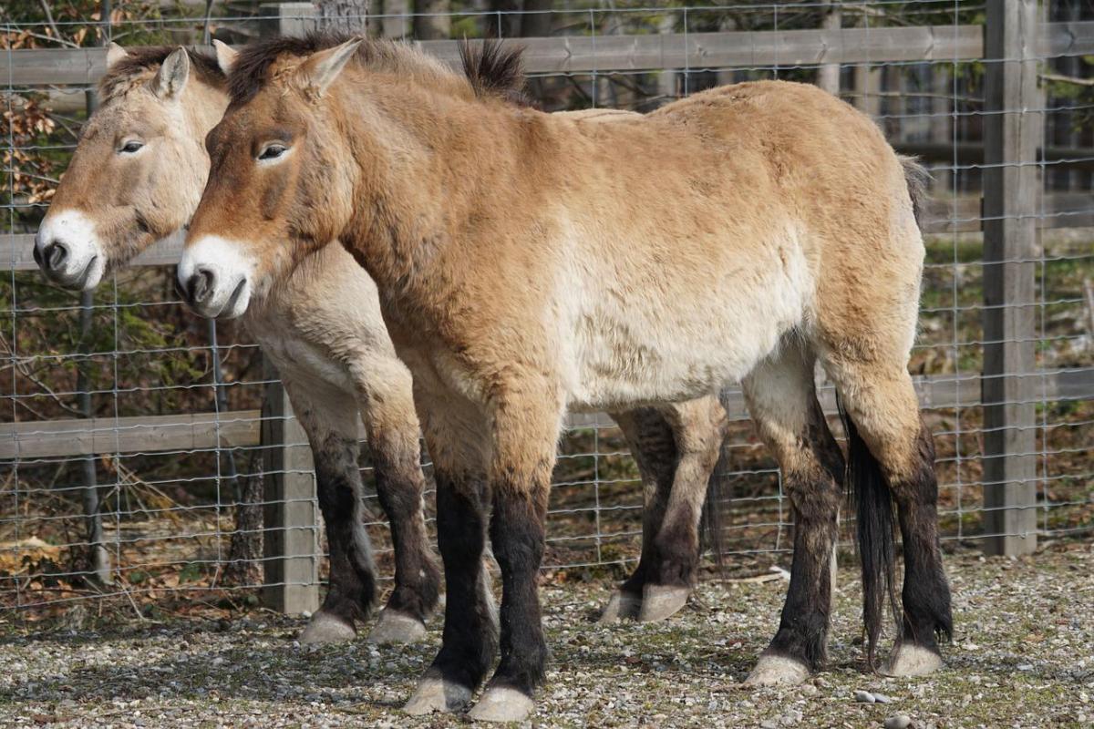 przewalski horse is among the endangered animals in hungary