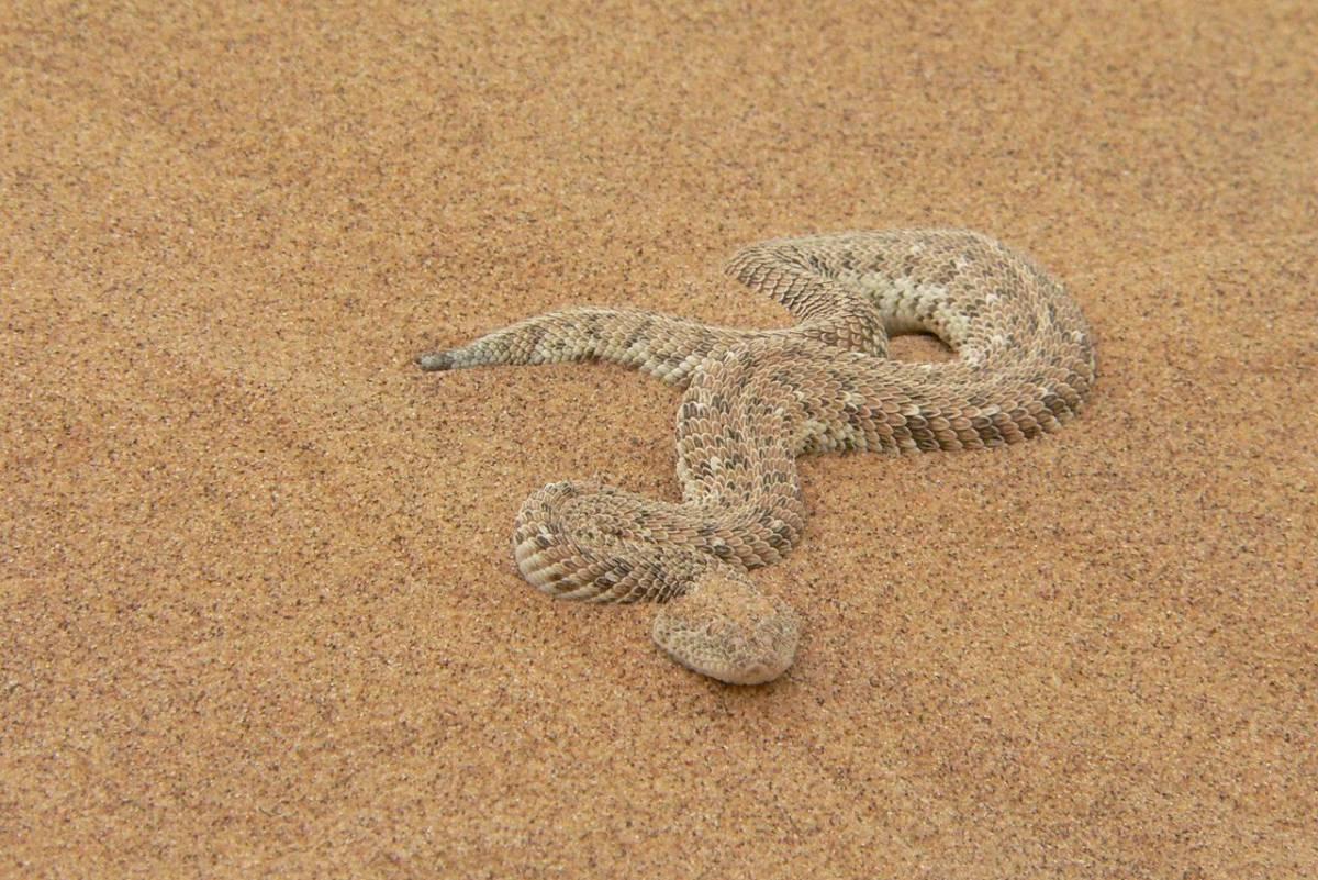 puff adder