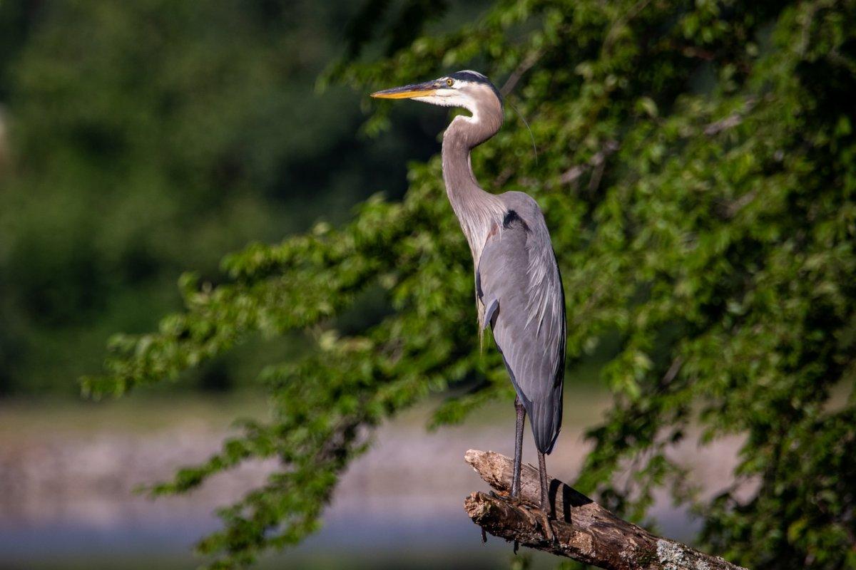 purple heron