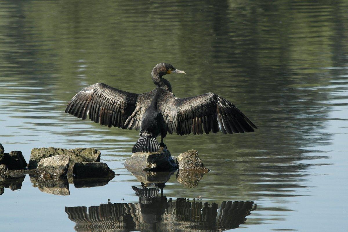 pygmy cormorant