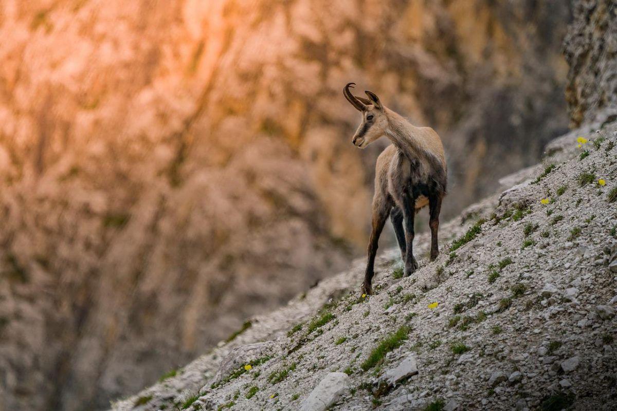 pyrenean chamois are among italy native animals