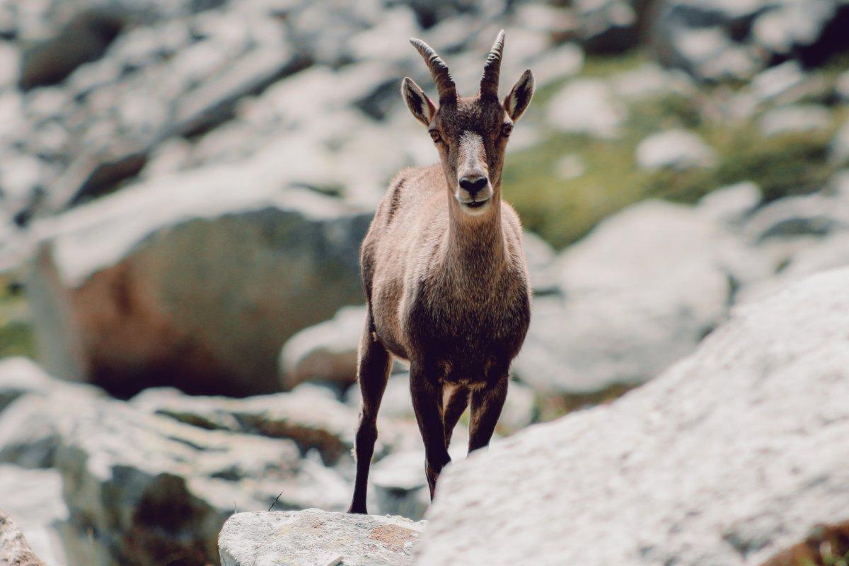 pyrenean ibex is among the famous animals in france