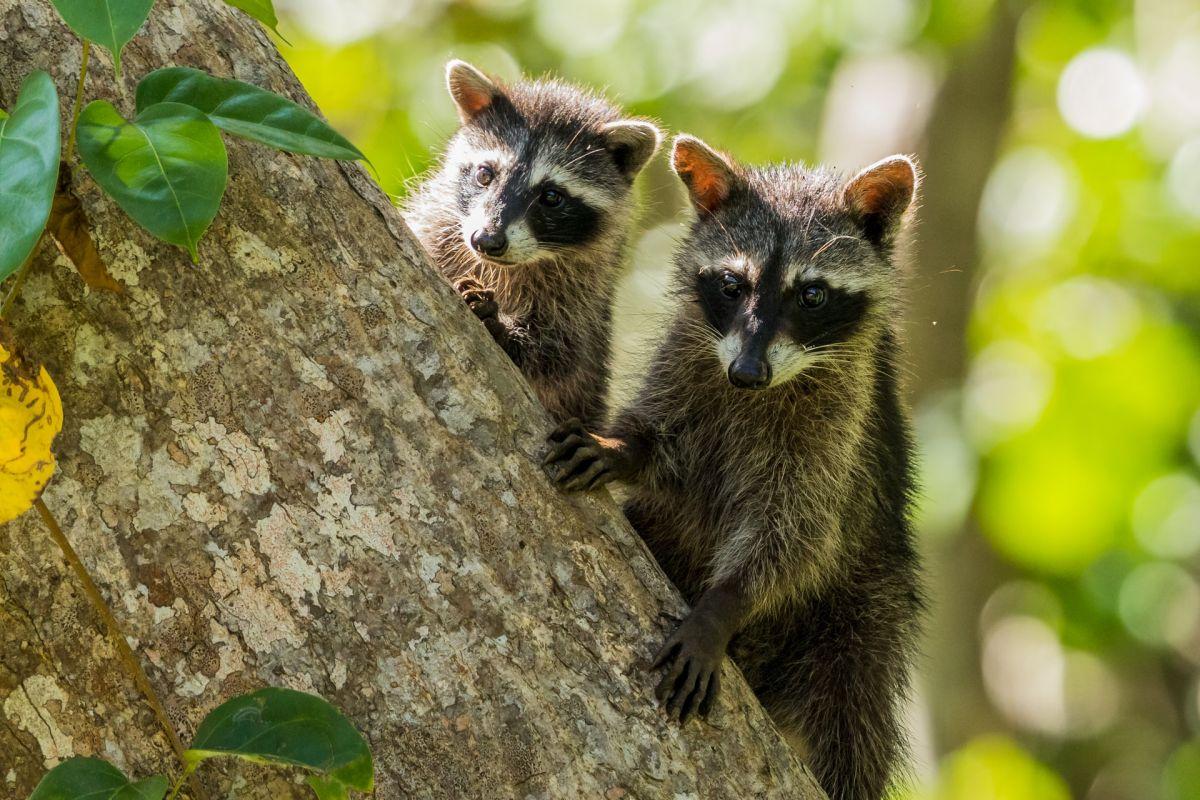 raccoon is one of the dominican republic native animals