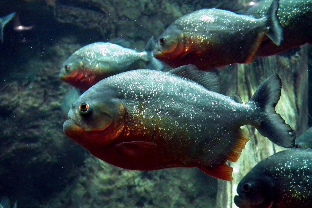 red-bellied piranha