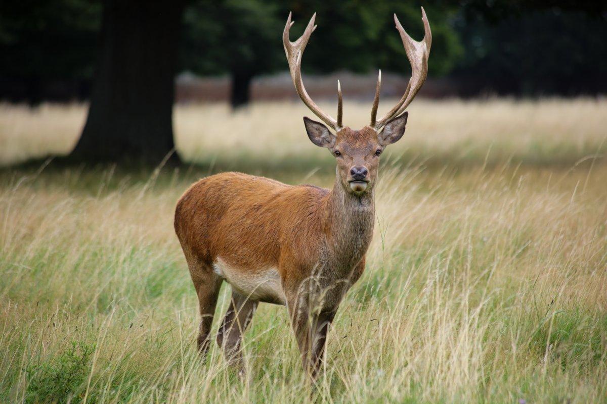 red deer in belgium