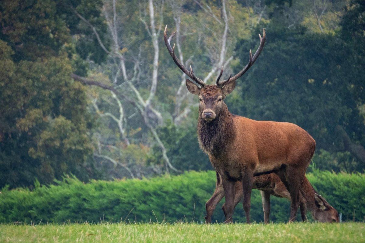 red deer in bosnia