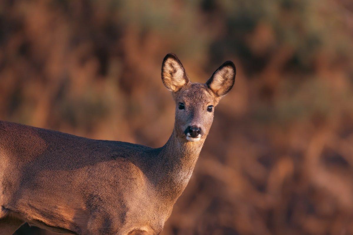 red deer in greece