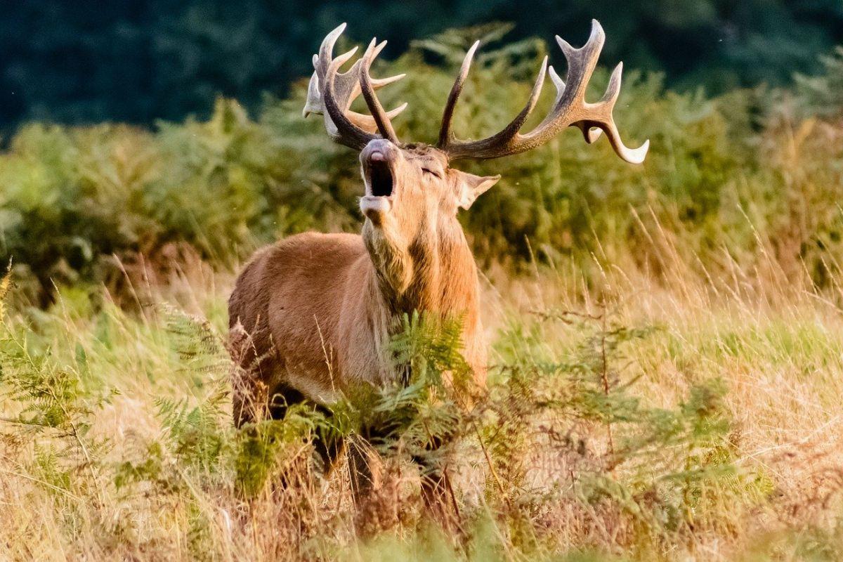 red deer is one of the common croatian animals