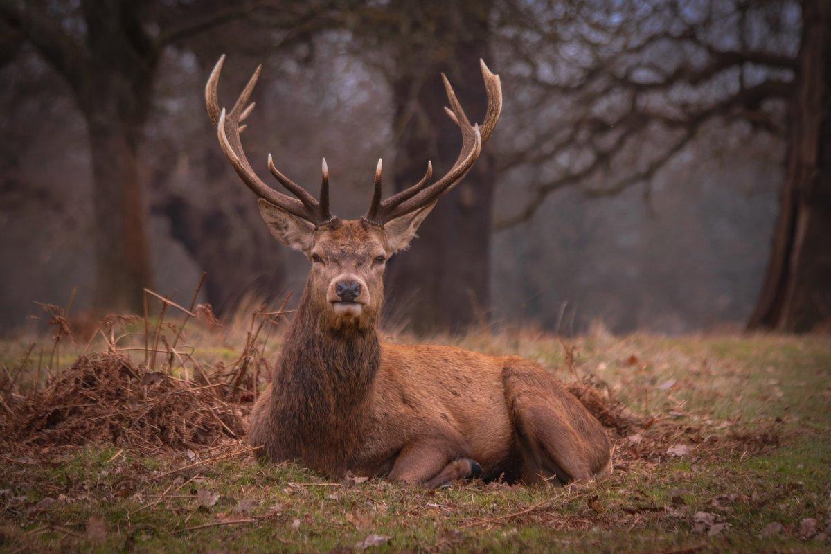 red deer is part of the france wildlife