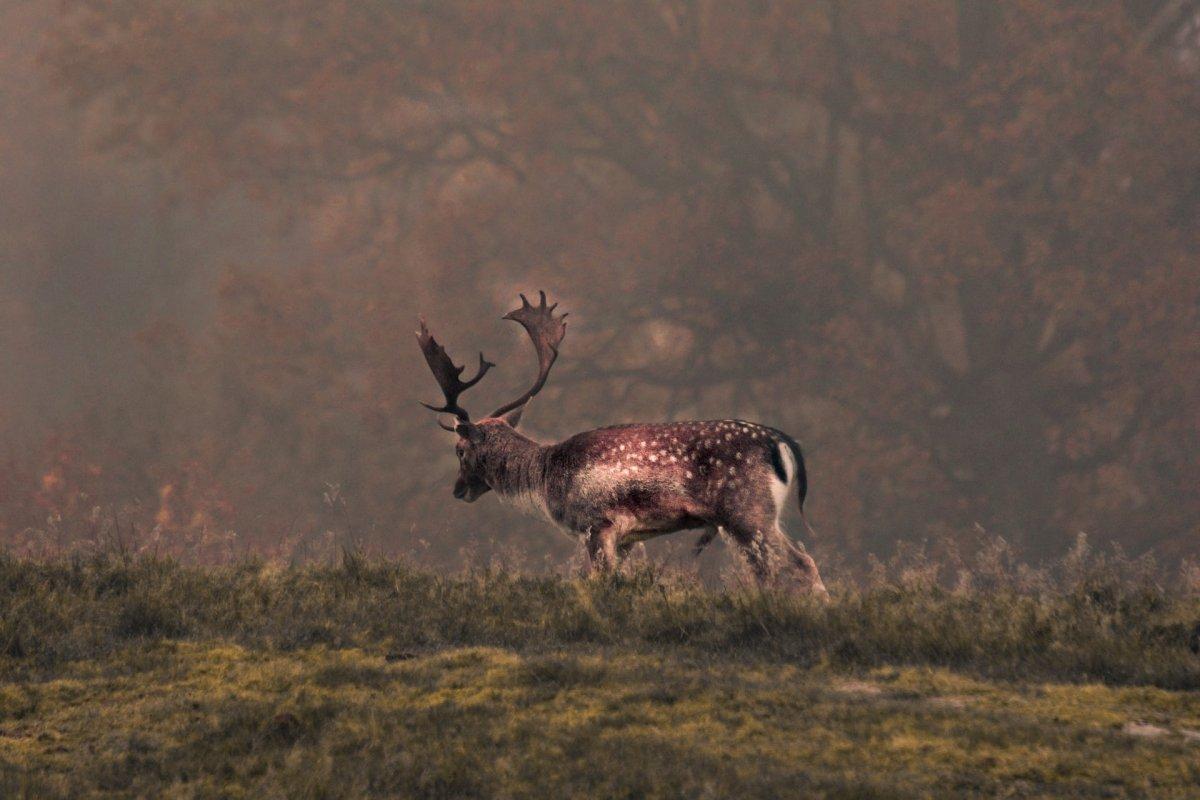 red deer is part of the wild animals in uk