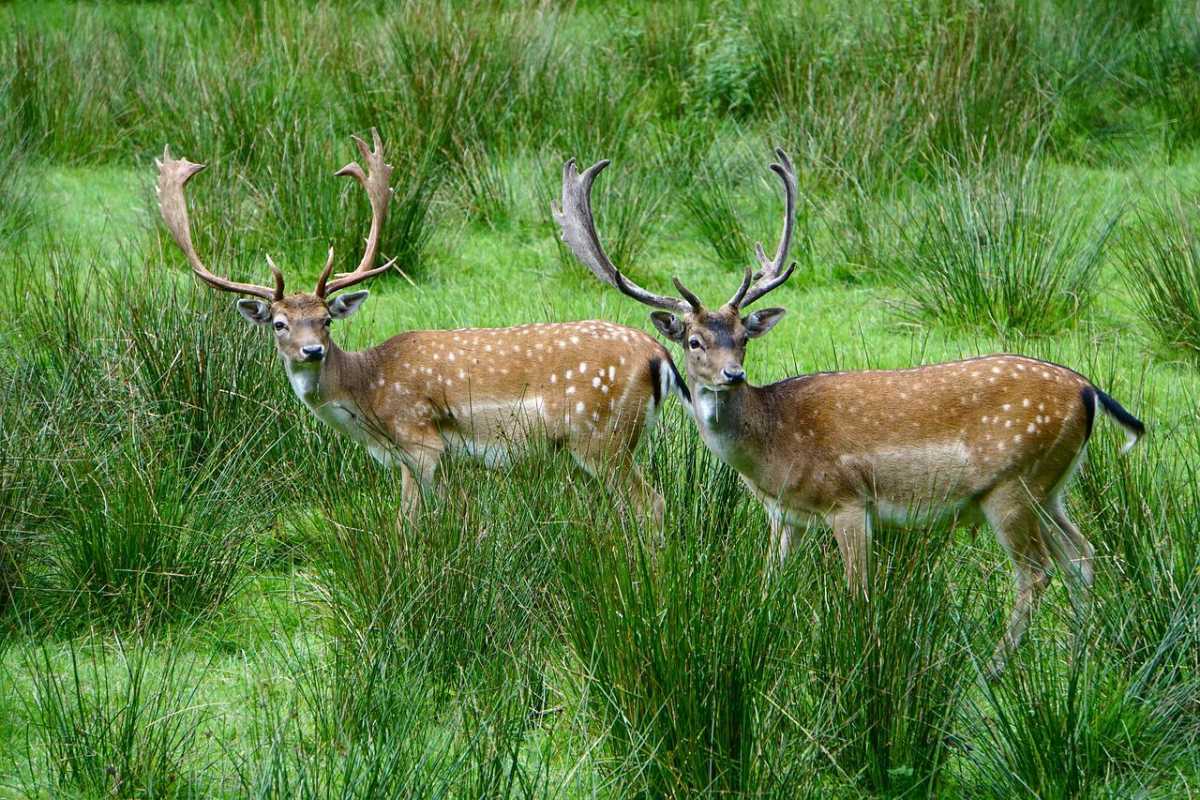 red deers are animals that live in germany