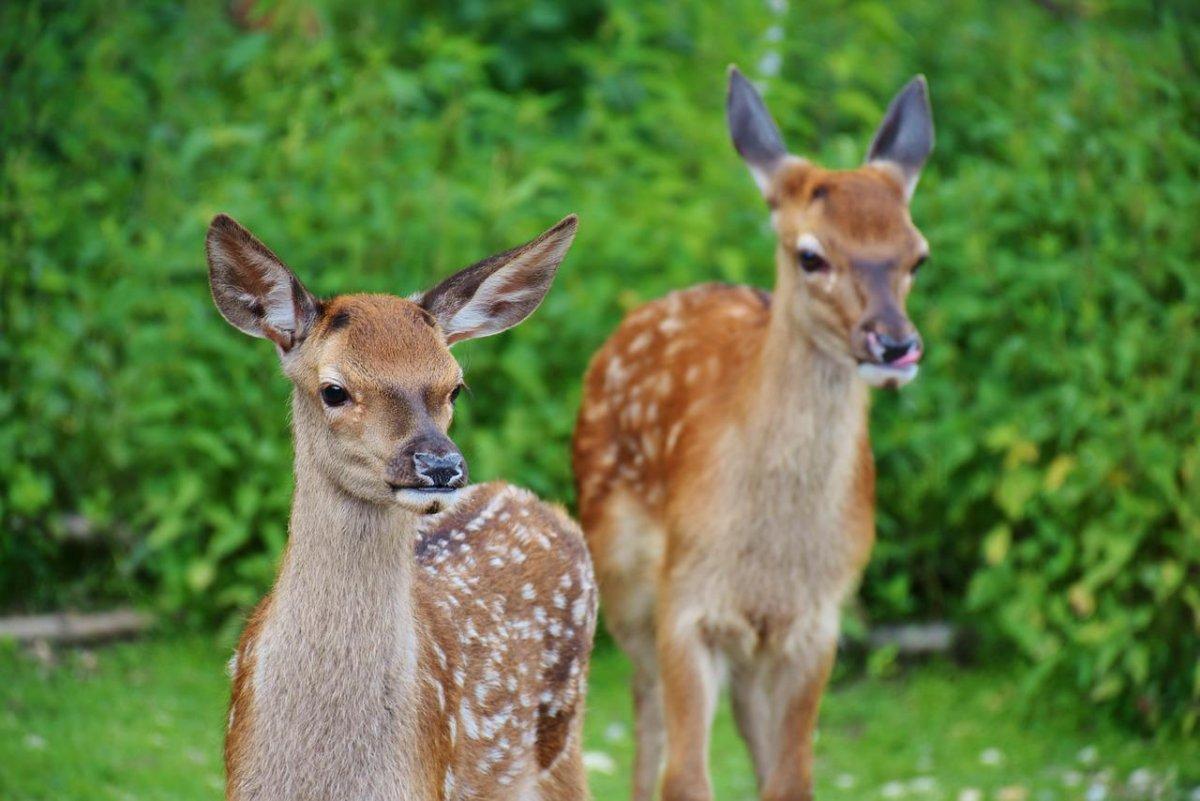 red deers in the bush