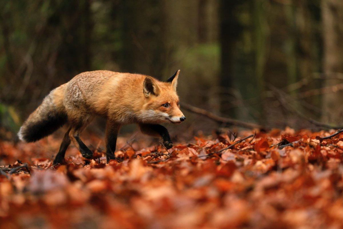 red fox in a forest