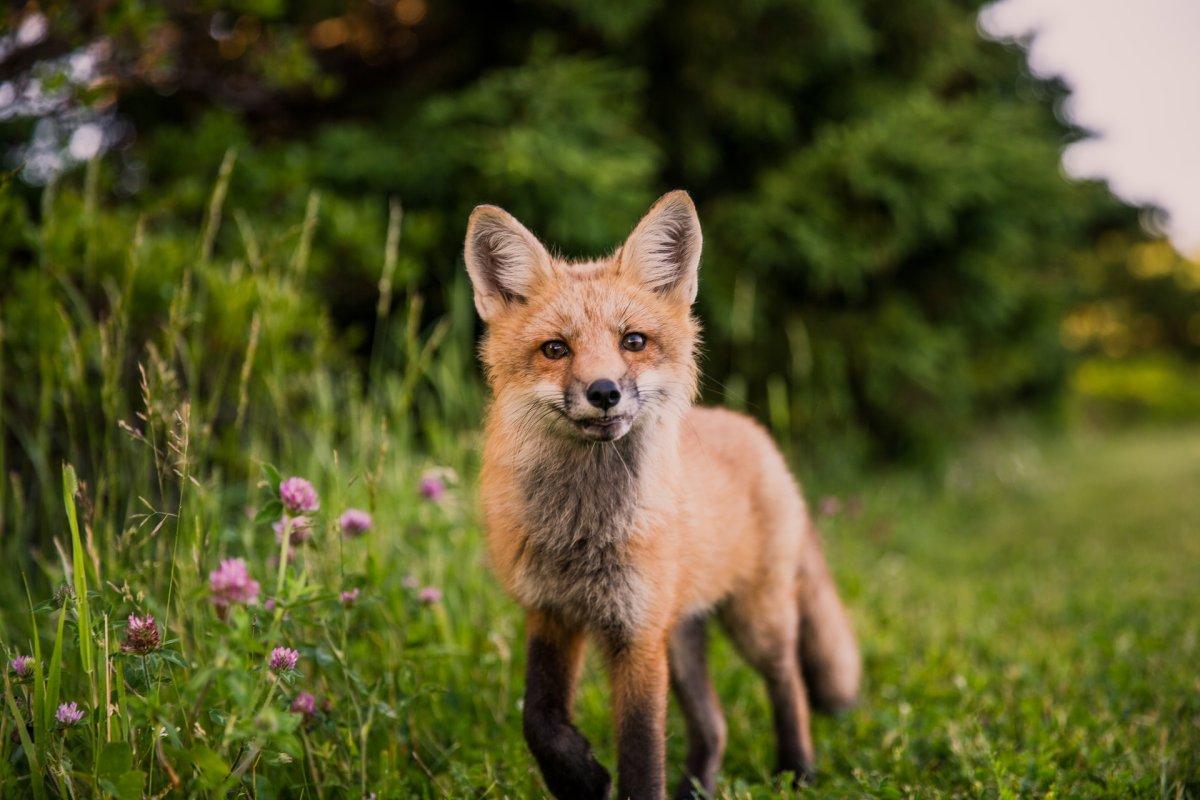 red fox in bosnia