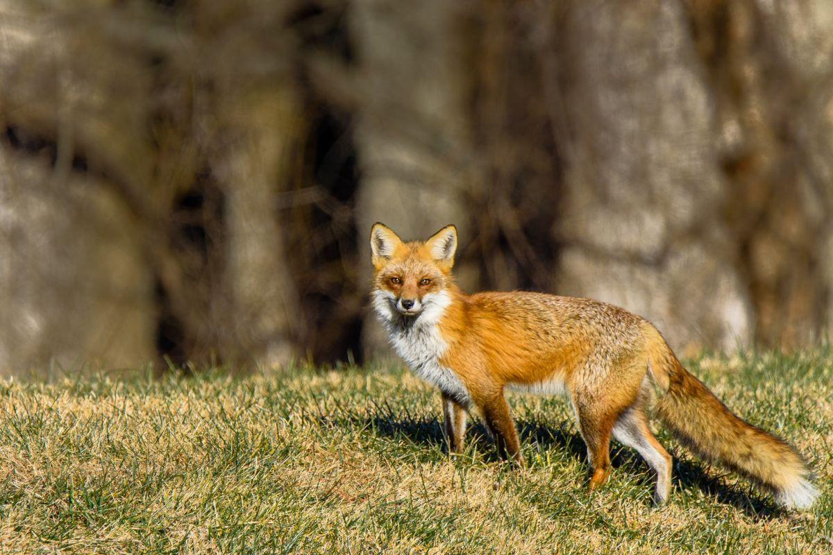 red fox in greece