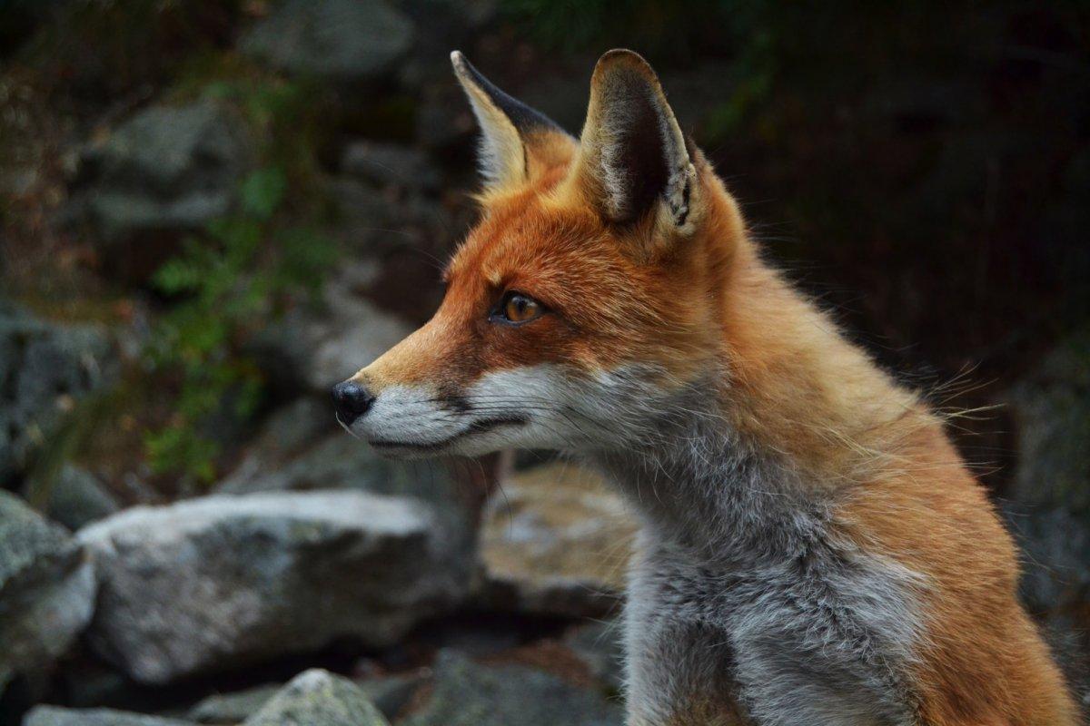 red fox in hungary