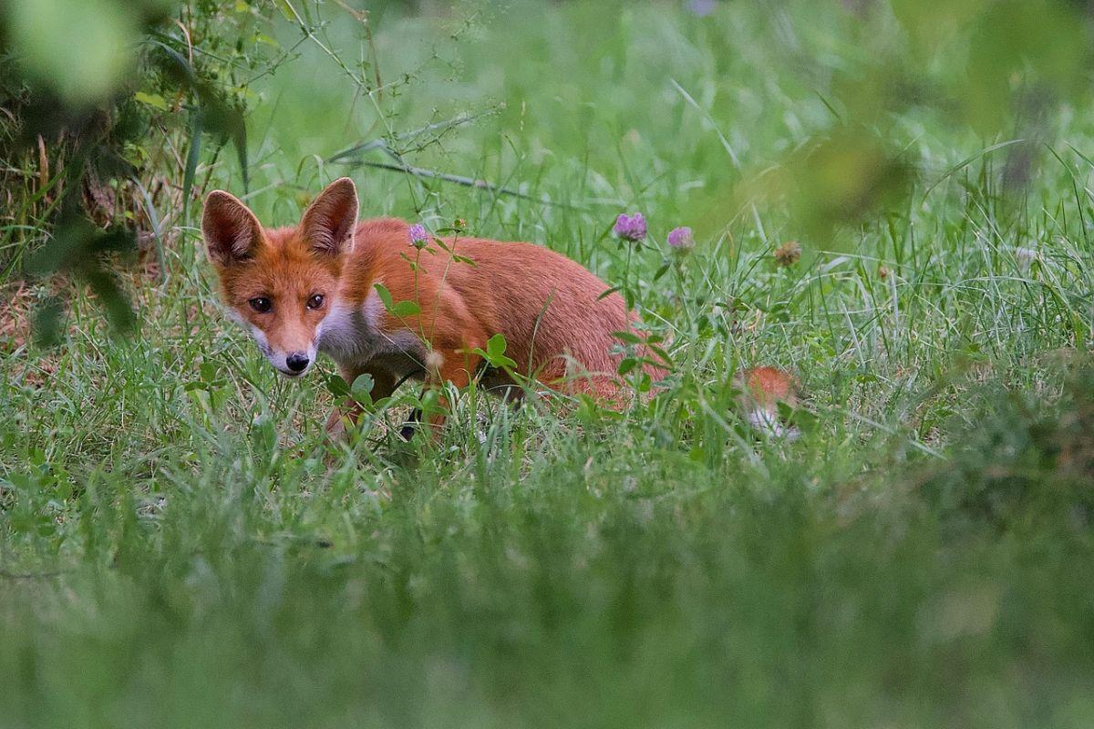 red fox in the bush