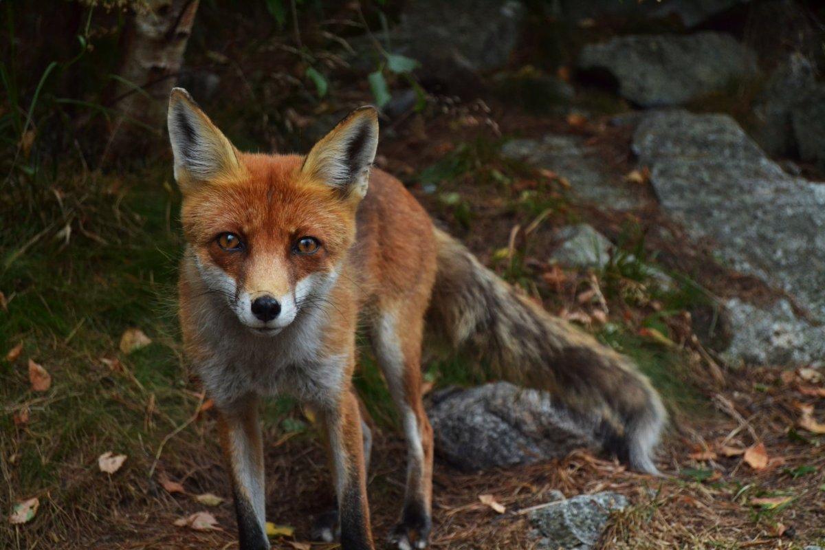 red fox is among the wild animals in estonia