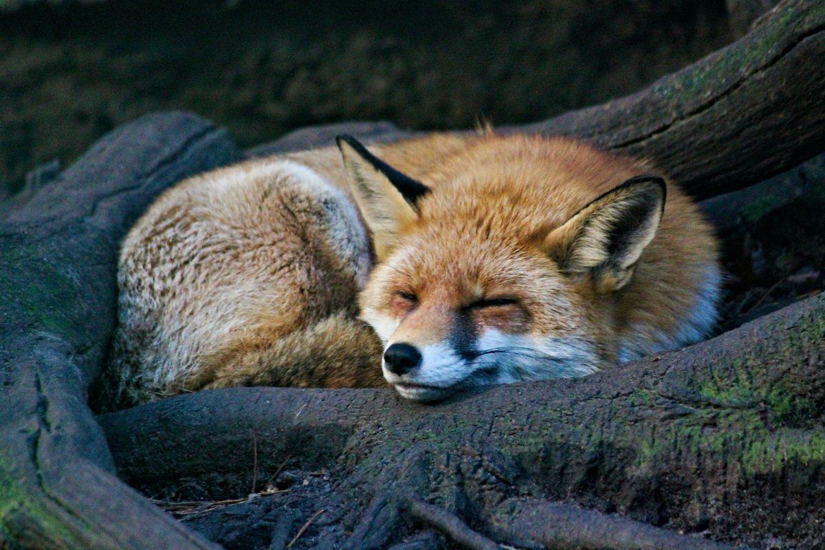 red fox is one of the animals austria has on its land