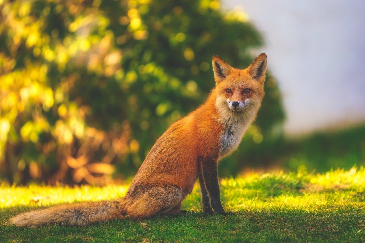red fox is one of the native animals of belgium