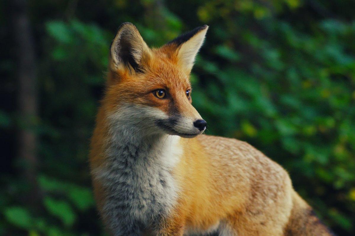 red foxes are wild animals in germany