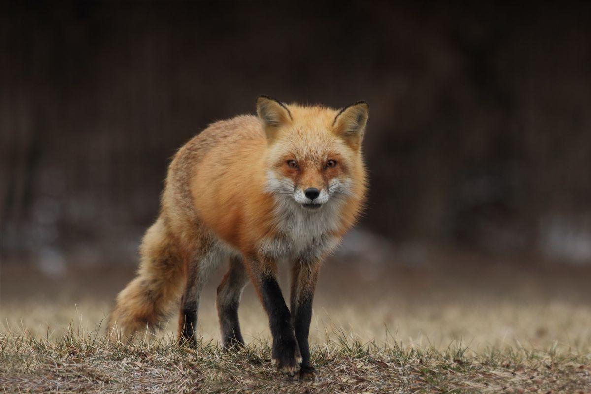 red foxes are wild animals in ireland