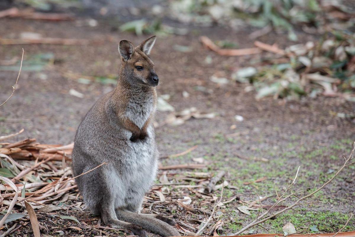 red necked wallaby is one of ireland wild animals