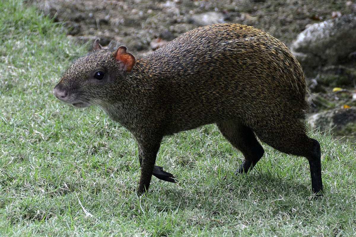 red-rumped agouti is part of the dominica wildlife