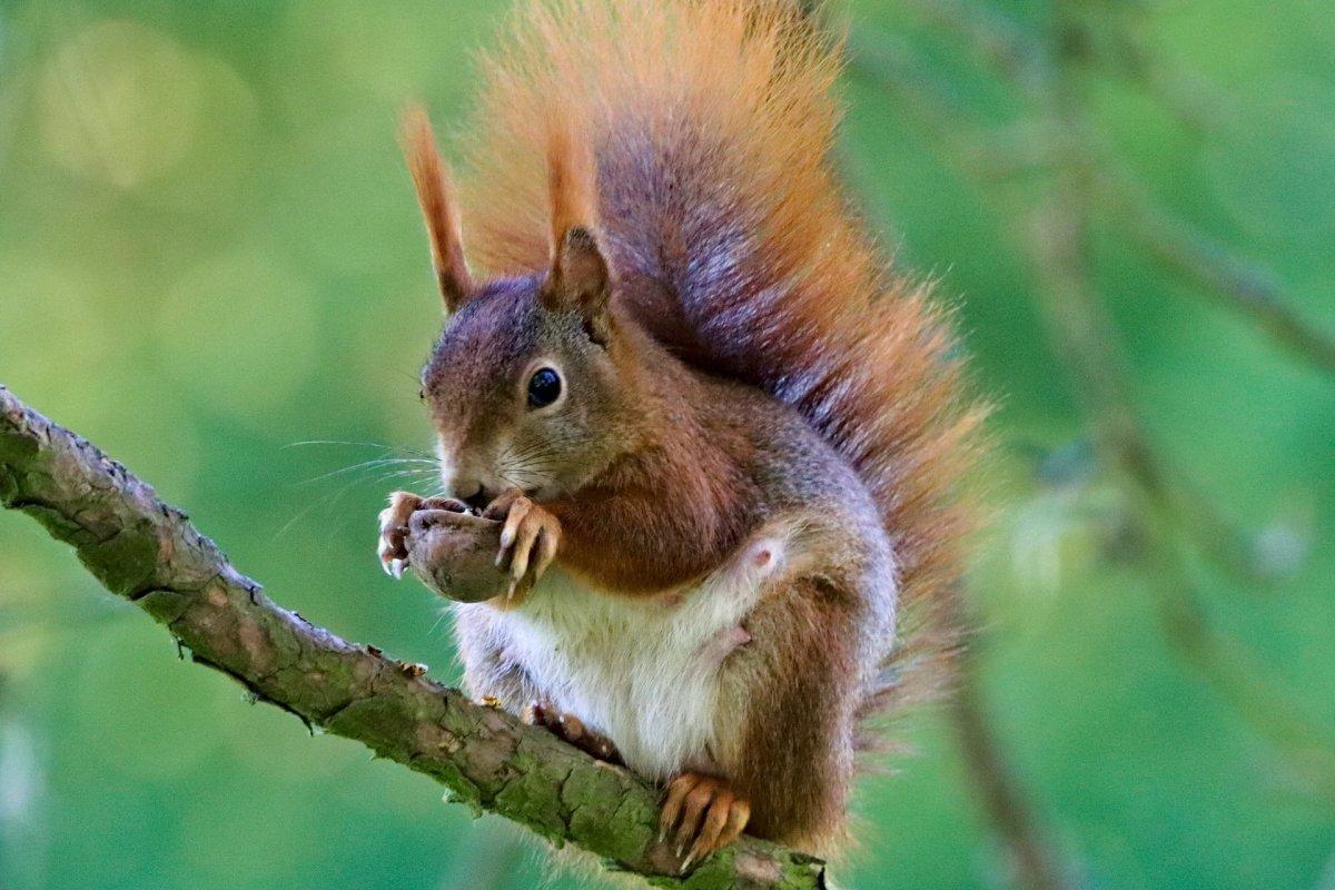 red squirrel eating a nut