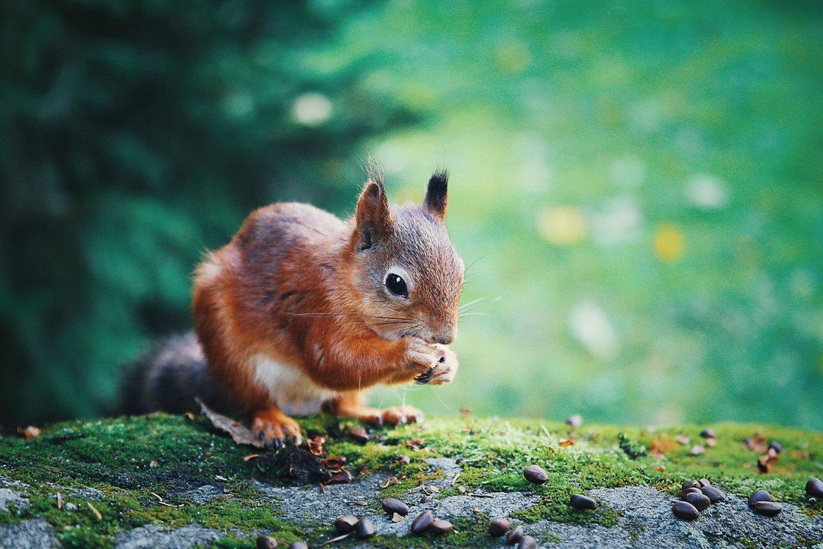 red squirrel in bosnia