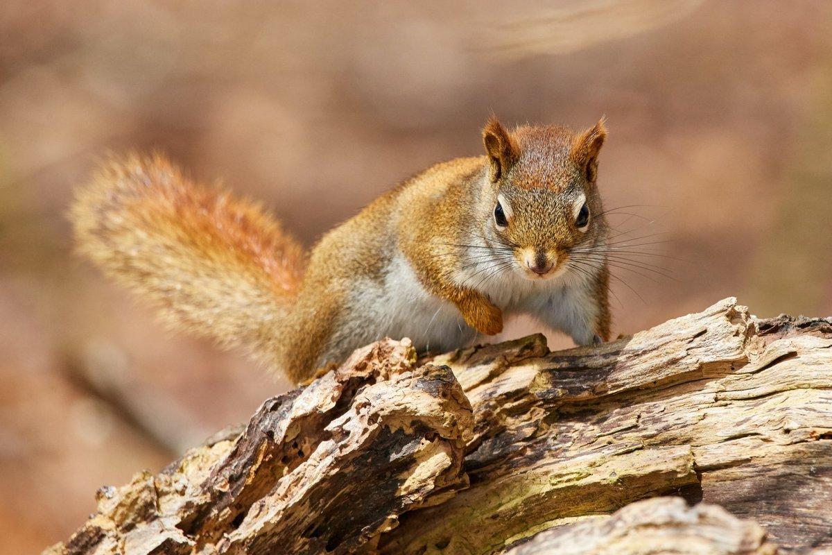 red squirrel is a common animal in lebanon