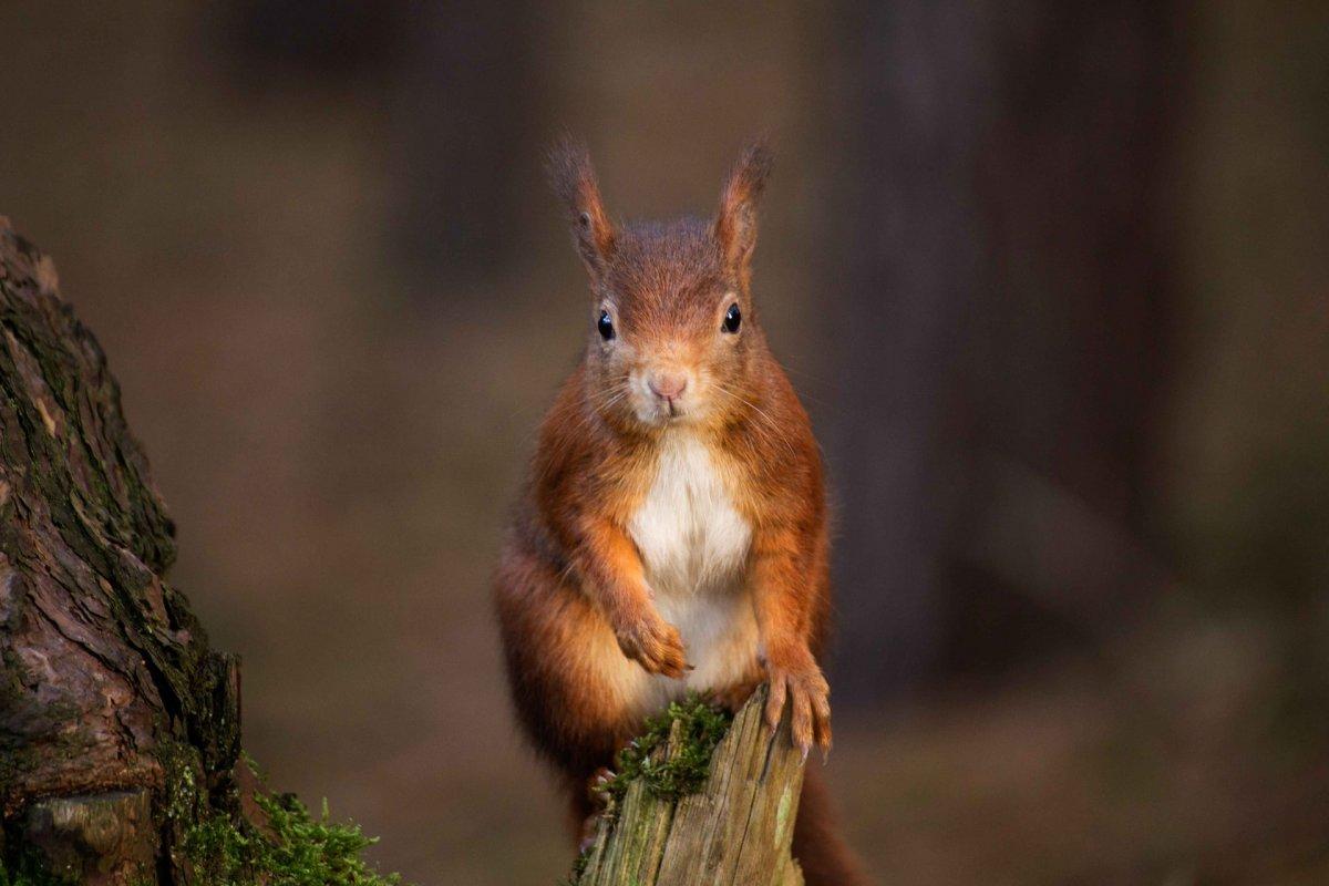 red squirrel is a popular animal bulgaria