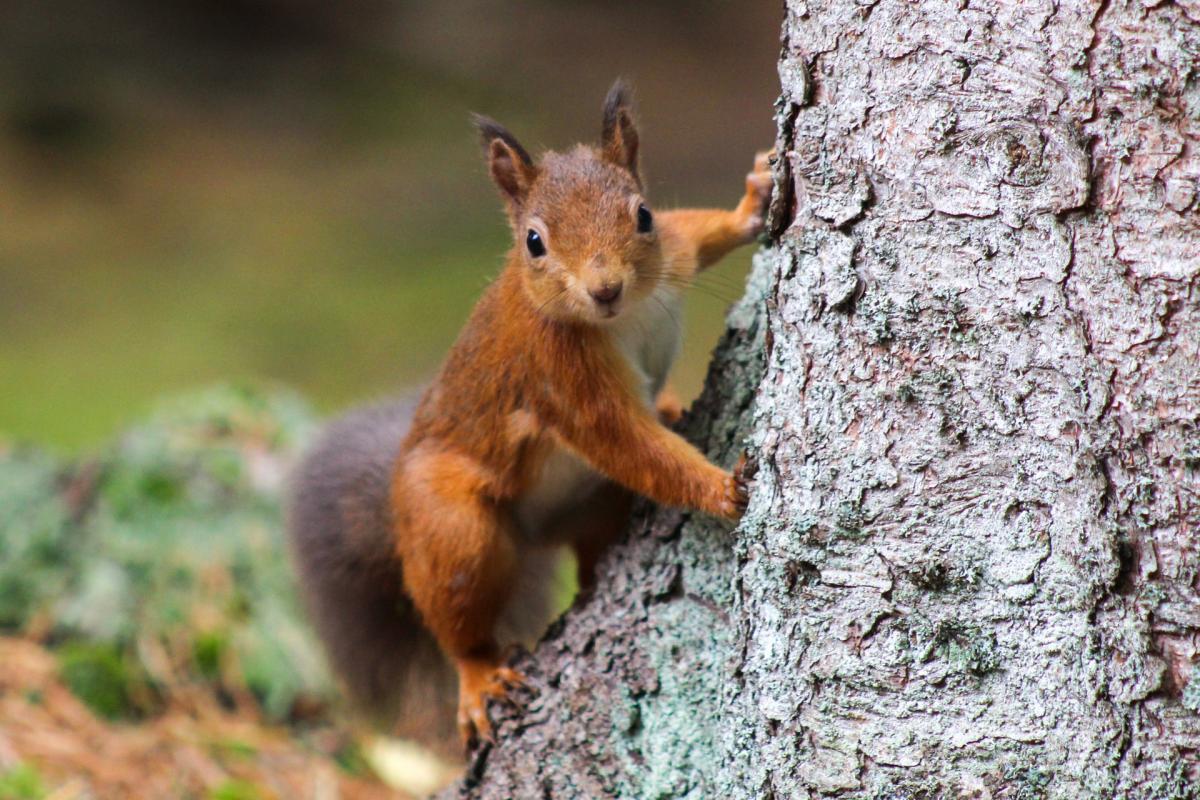 red squirrel is in the animals native to germany