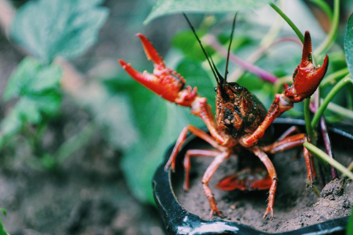 red swamp crayfish