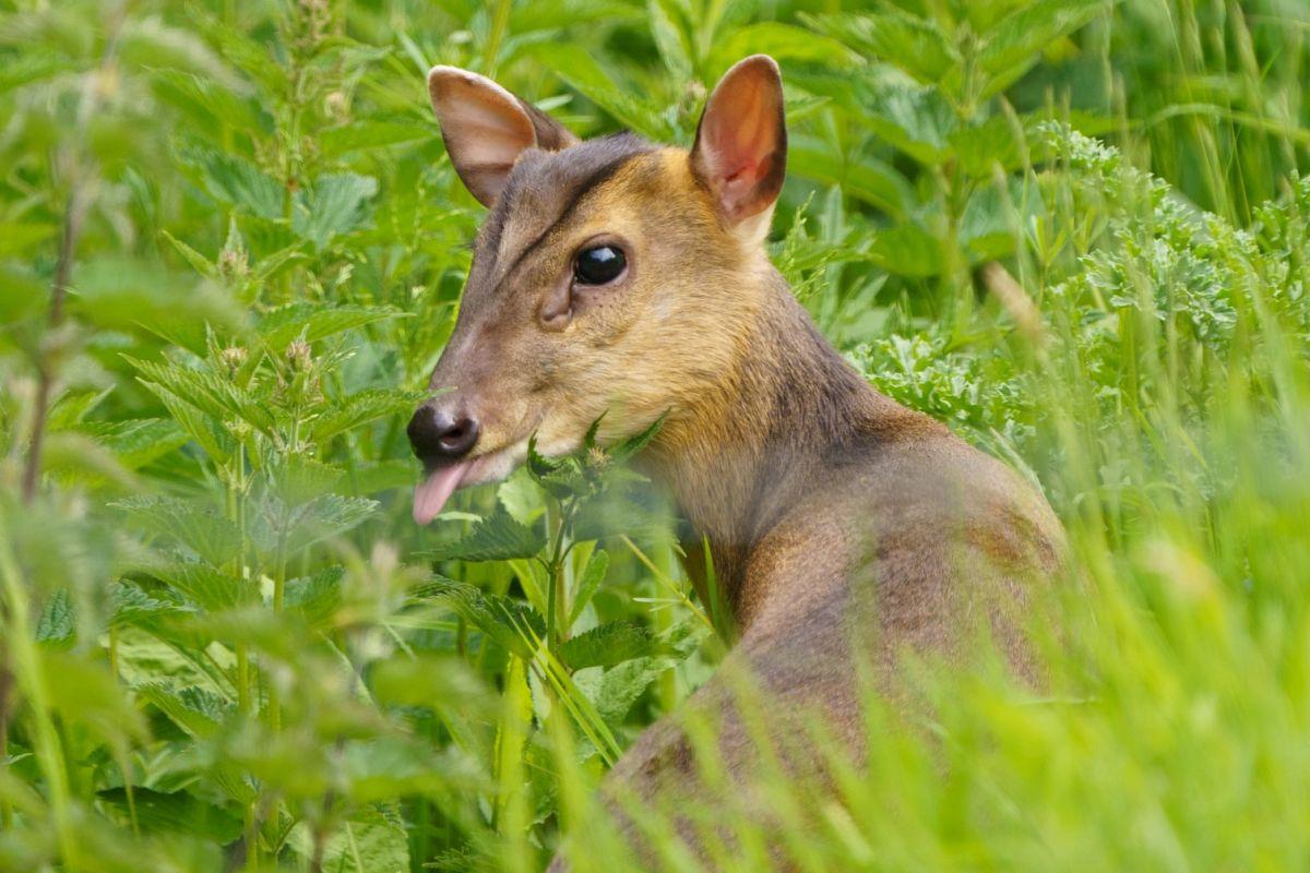 reeves's muntjac is part of the wildlife of ireland