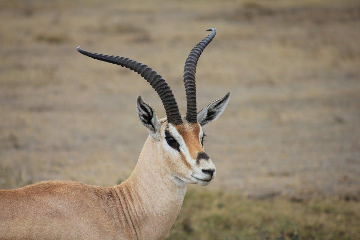rhim gazelle is one of the endangered animals of egypt