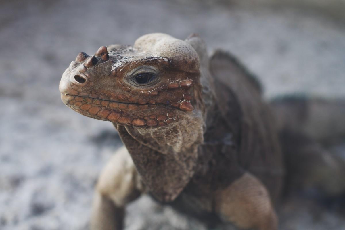rhinoceros iguana is one of the endangered animals in dominican republic