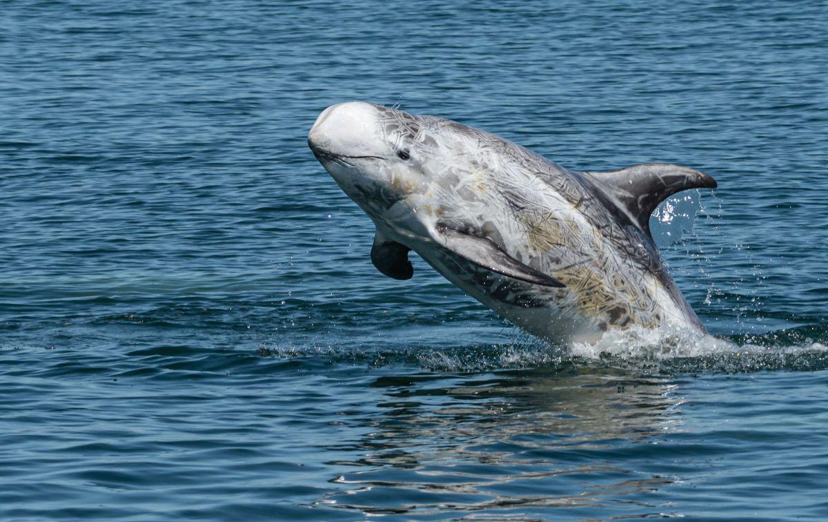 risso dolphin in the netherlands