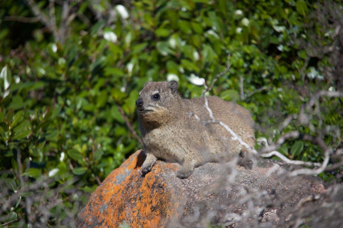 rock hyrax is among the endangered animals in lebanon