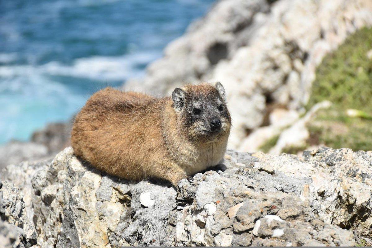 rock hyrax on the rock close to the sea