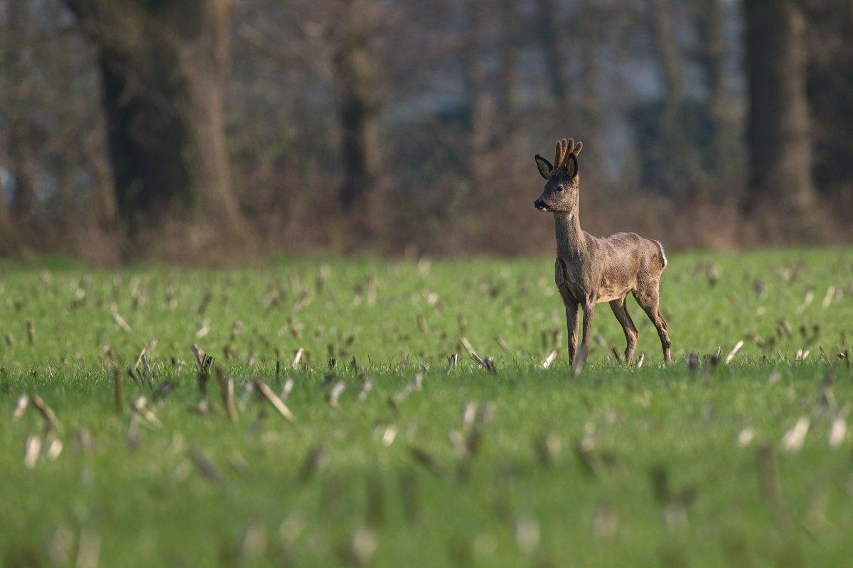 roe deer in hungary