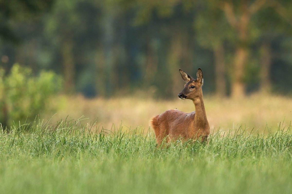 roe deer is one of the common wild animals in monaco