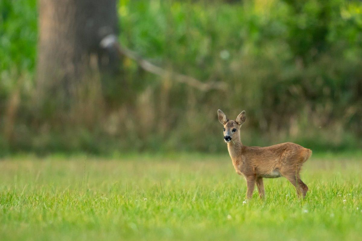 roe deer